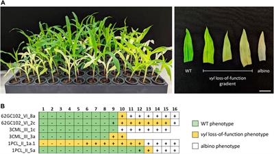 Enabling genome editing in tropical maize lines through an improved, morphogenic regulator-assisted transformation protocol